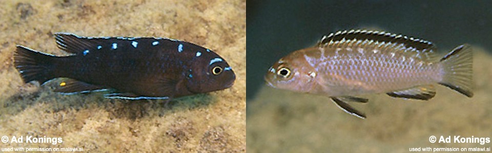 Chindongo sp. 'elongatus spot' Hai (Chimate) Reef