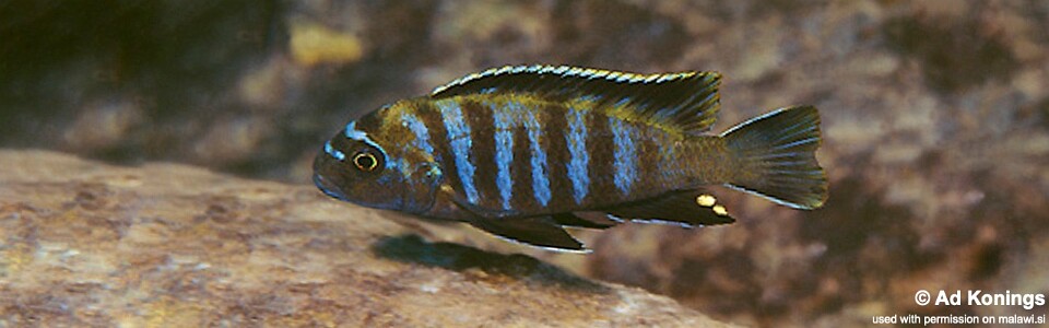 Chindongo sp. 'minutus mozambique' Chilucha Reef