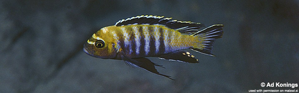 Cynotilapia sp. 'lion' Magunga