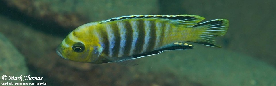 Cynotilapia sp. 'lion' Ngwasi