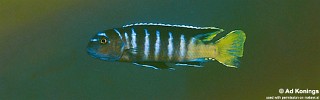 Cynotilapia sp. 'elongatus mbenji blue'.jpg