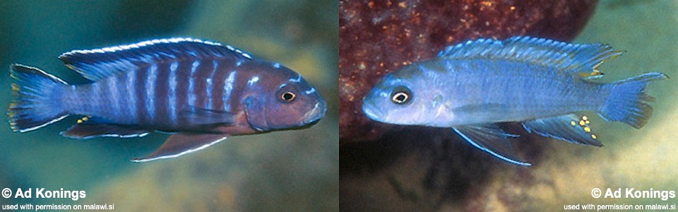 Cynotilapia sp. 'elongatus mdoka' Mdoka