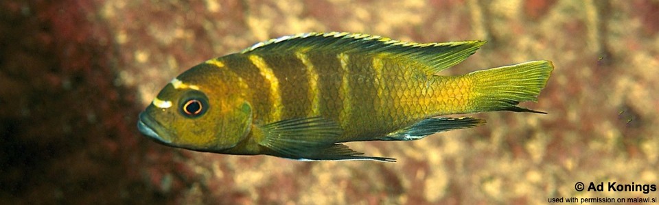 Cynotilapia sp. 'flavus deep' Chinyamwezi Island