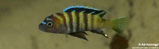 Cynotilapia sp. 'lion ntekete' Malopa.jpg