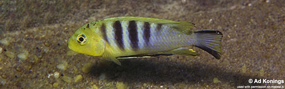 Cynotilapia sp. 'lion' Mara Rocks