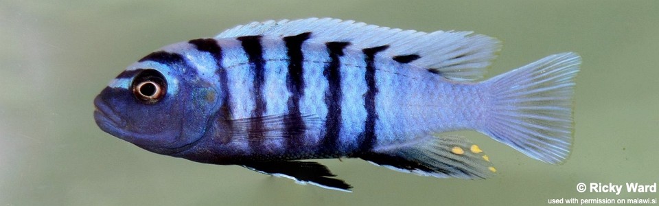 Cynotilapia sp. 'ndumbi' (unknown locality)