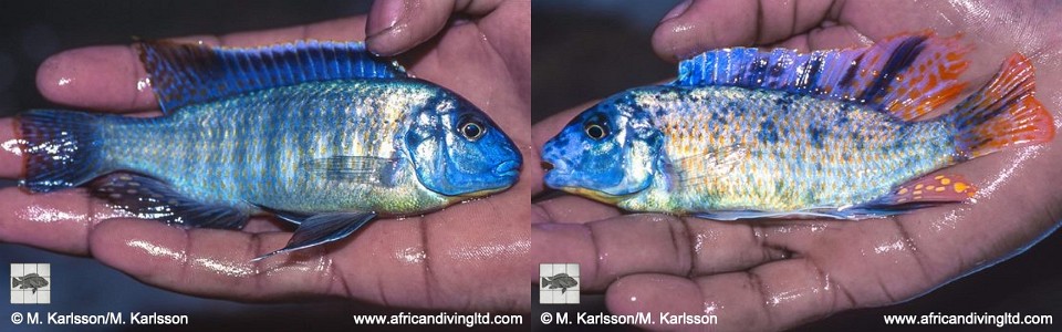 Gephyrochromis sp. 'zebroides mbamba' Mbamba Bay