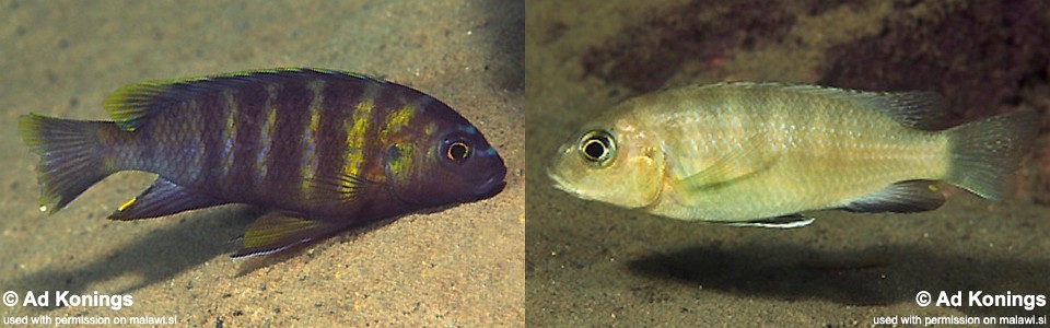 Gephyrochromis sp. 'sand black-fin' Lundu