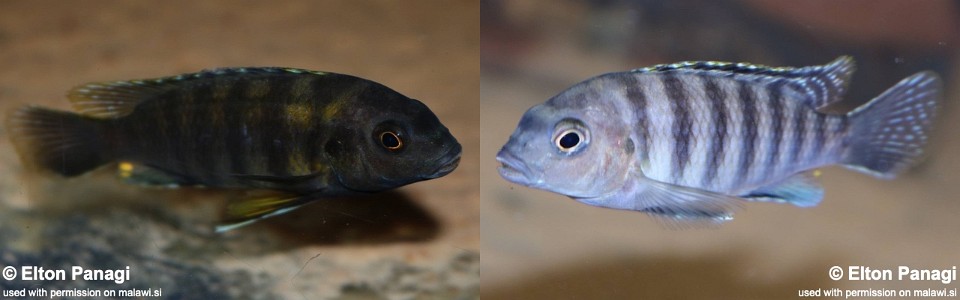 Gephyrochromis sp. 'zebroides' Selewa