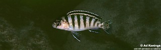 Gephyrochromis sp. 'zebroides' Gome.jpg