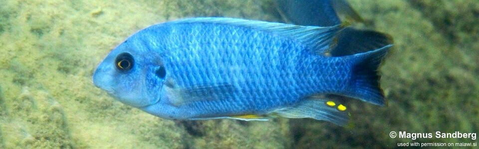 Labeotropheus fuelleborni 'Maleri Island'<br><font color=gray>Labeotropheus alticodia 'Maleri Island'</font> 