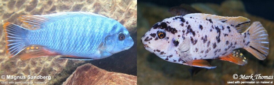 Labeotropheus fuelleborni 'Thumbi West Island'<br><font color=gray>Labeotropheus artatorostris 'Thumbi West Island'</font> 