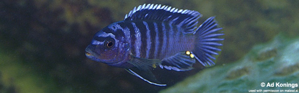 Labidochromis sp. 'gigas pombo' Pombo Rocks