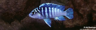 Labidochromis sp. 'chisumulae mbweca' Tumbi Point.jpg