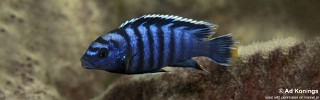 Labidochromis sp. 'gigas chilumba' Katale Island.jpg