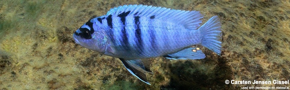 Labidochromis sp. 'gigas mara' Mara Rocks