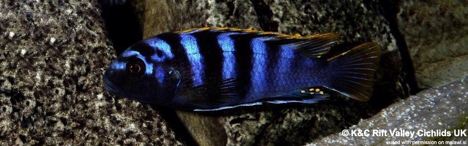 Labidochromis sp. 'mbamba' Mbamba Bay