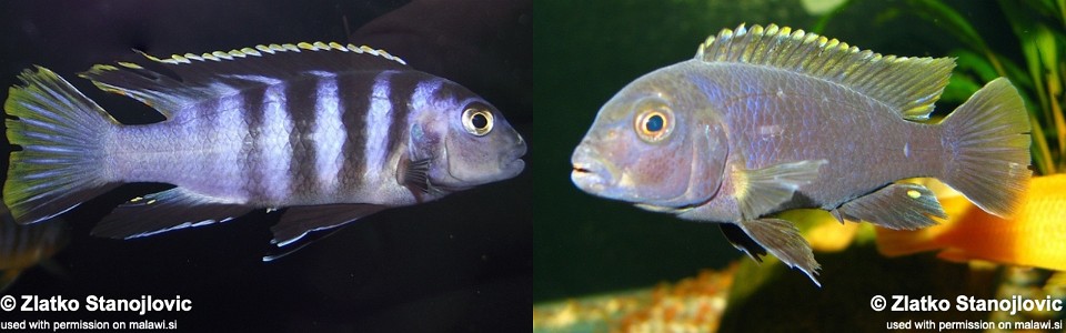 Labidochromis sp. 'mbamba' (unknown locality)