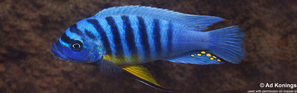 Maylandia fainzilberi 'Ngkuyo Island'<br><font color=gray>Metriaclima fainzilberi 'Ngkuyo Island'</font>