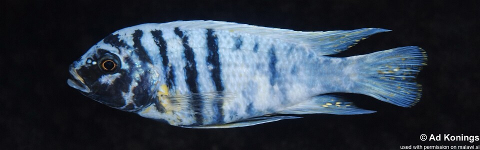 Maylandia fainzilberi 'Thumbi Point'<br><font color=gray>Metriaclima fainzilberi 'Thumbi Point'</font>