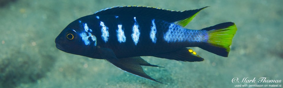 Maylandia melissa 'Chewere'<br><font color=gray>Metriaclima melissa 'Chewere'<br>Metriaclima sp. 'elongatus chewere' Chewere</font>