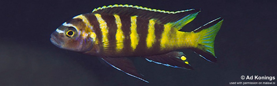 Maylandia melissa 'Chitande Island'<br><font color=gray>Metriaclima melissa 'Chitande Island'<br>Metriaclima sp. 'elongatus chailosi' Chitande Island</font>