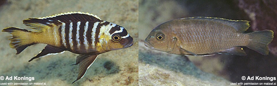 Maylandia nigrodorsalis 'Nkolongwe'<br><font color=gray>Metriaclima nigrodorsalis 'Nkolongwe'<br>Maylandia sp. 'black dorsal nkolongwe' Nkolongwe</font>