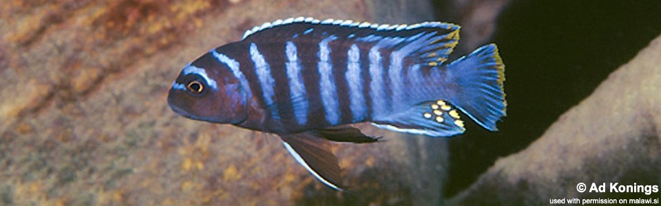 Maylandia sp. 'aggressive bars' Chiloelo<br><font color=gray>Metriaclima sp. 'aggressive bars' Chiloelo</font> 