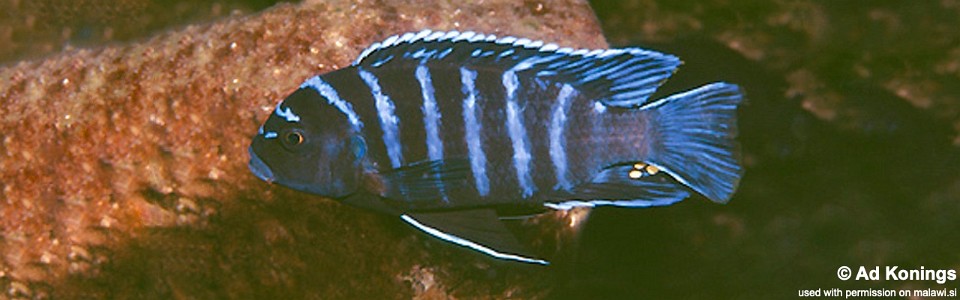 Maylandia sp. 'aggressive bars' Ndumbi Rocks<br><font color=gray>Metriaclima sp. 'aggressive bars' Ndumbi Rocks</font> 