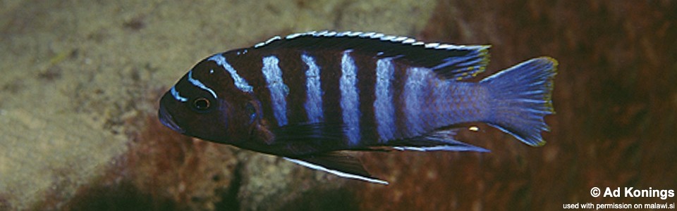 Maylandia sp. 'black dorsal mbenji' Mbenji Island <br><font color=gray>Metriaclima sp. 'black dorsal mbenji' Mbenji Island </font> 