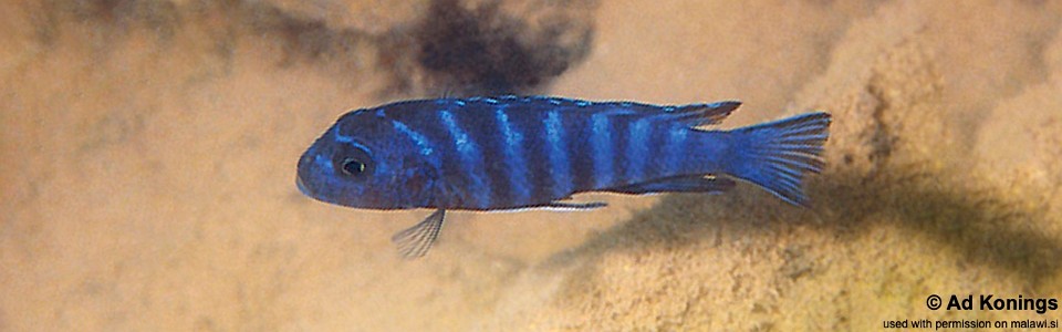 Maylandia sp. 'elongatus chidunga' Chidunga Rocks<br><font color=gray>Metriaclima sp. 'elongatus chidunga' Chidunga Rocks</font> 