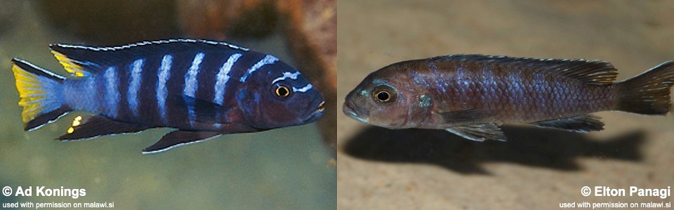 Maylandia sp. 'elongatus linganjala' Linganjala Reef<br><font color=gray>Metriaclima sp. 'elongatus linganjala' Linganjala Reef</font> 