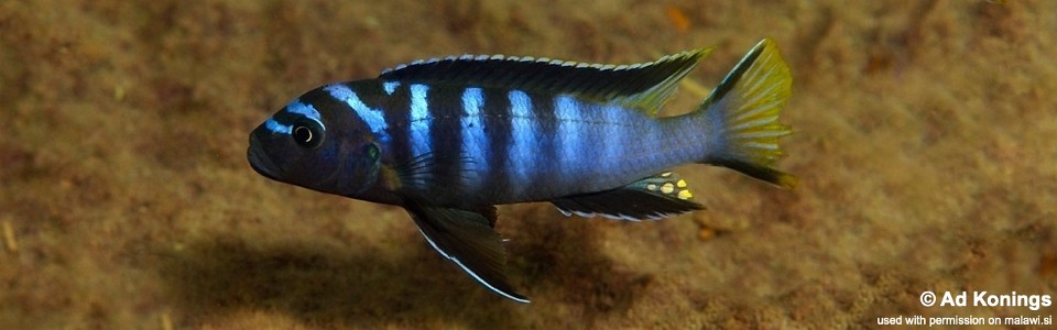 Maylandia sp. 'elongatus ngkuyo' Higga Reef<br><font color=gray>Metriaclima sp. 'elongatus ngkuyo' Higga Reef</font>