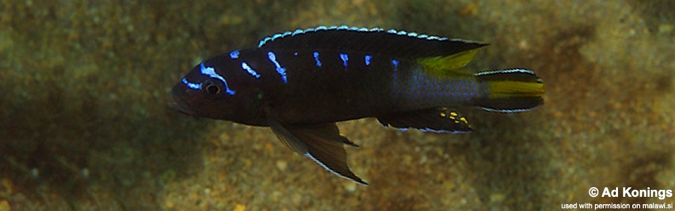 Maylandia sp. 'elongatus ngkuyo' Hongi Island<br><font color=gray>Metriaclima sp. 'elongatus ngkuyo' Hongi Island</font>