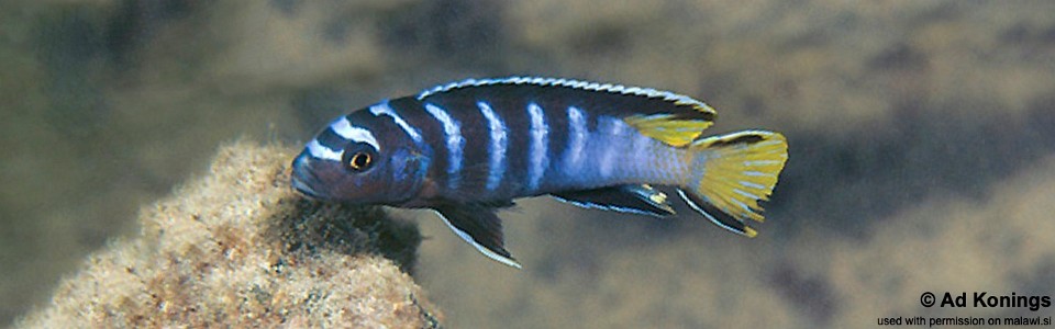 Maylandia sp. 'elongatus ngkuyo' Ngkuyo Island<br><font color=gray>Metriaclima sp. 'elongatus ngkuyo' Ngkuyo Island</font>