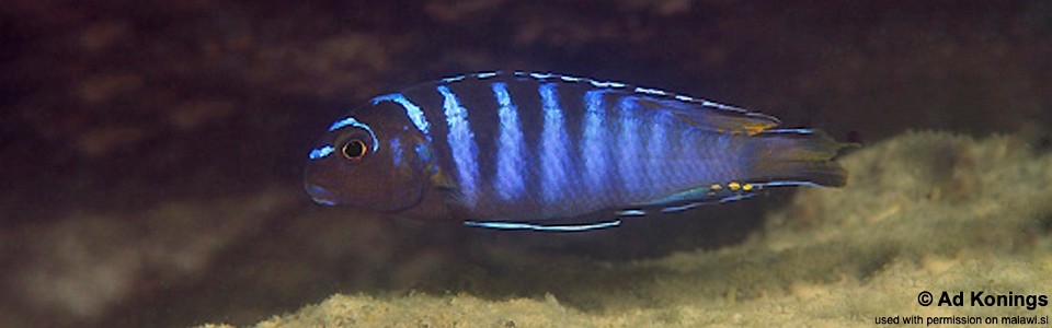 Maylandia sp. 'elongatus ngkuyo' Puulu<br><font color=gray>Metriaclima sp. 'elongatus ngkuyo' Puulu</font>