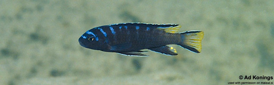 Maylandia sp. 'elongatus ngkuyo' Undu Point<br><font color=gray>Metriaclima sp. 'elongatus ngkuyo' Undu Point</font>