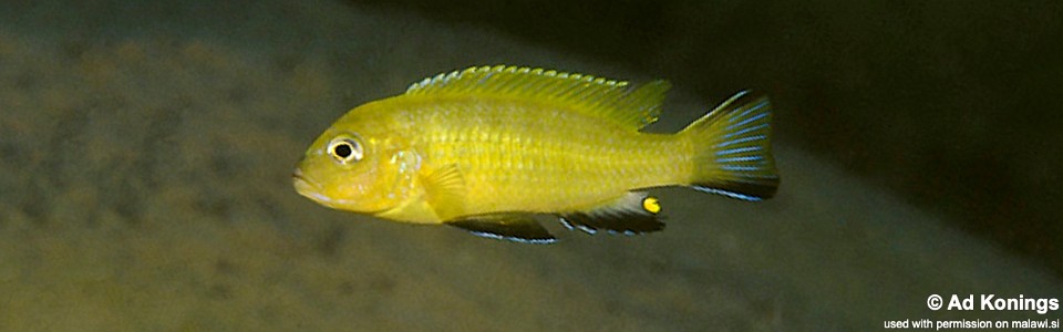 Maylandia sp. 'lime' Membe Point<br><font color=gray>Metriaclima sp. 'lime' Membe Point</font> 