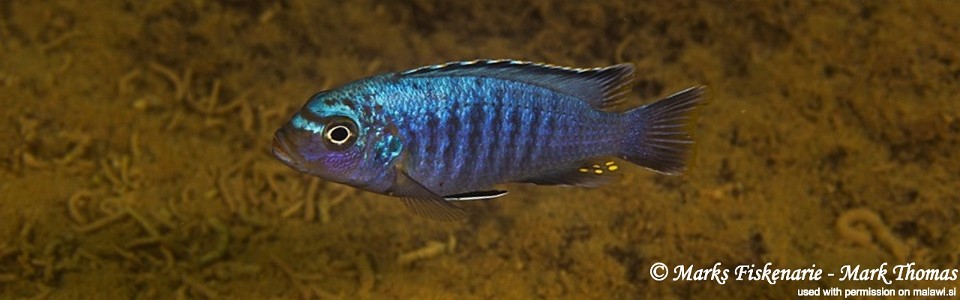 Maylandia sp. 'msobo heteropictus' Thumbi Reef<br><font color=gray>Metriaclima sp. 'msobo heteropictus' Thumbi Reef</font> 