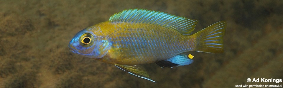 Maylandia sp. 'patricki' Chidunga Rocks<br><font color=gray>Metriaclima  sp. 'patricki' Chidunga Rocks</font> 