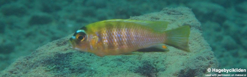 Maylandia sp. 'patricki' Fuawe Island<br><font color=gray>Metriaclima  sp. 'patricki' Fuawe Island</font> 