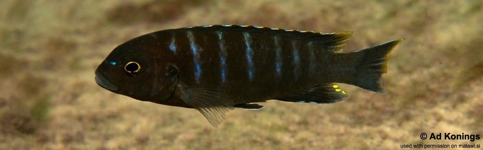 Maylandia sp. 'taiwan masimbwe' Masimbwe Island<br><font color=gray>Metriaclima sp. 'taiwan masimbwe' Masimbwe Island</font> 