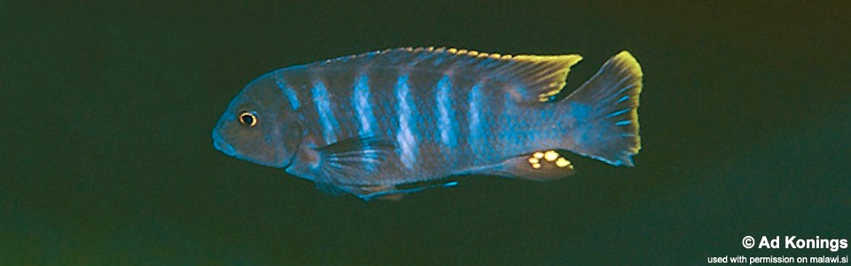 Maylandia sp. 'taiwan' Taiwanee Reef<br><font color=gray>Metriaclima sp. 'taiwan' Taiwanee Reef</font> 