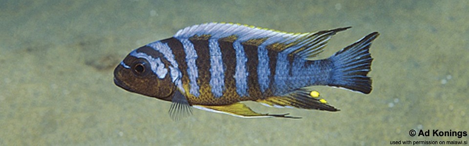 Maylandia sp. 'zebra long pelvic' Chesese<br><font color=gray>Metriaclima sp. 'zebra long pelvic' Chesese</font> 