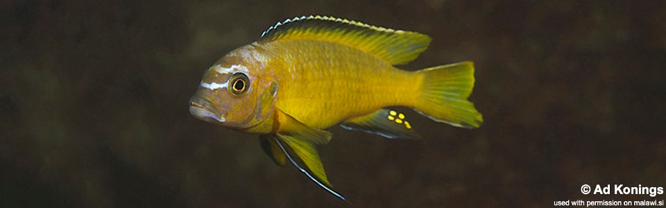 Maylandia usisyae 'Tchinga Reef'<br><font color=gray>Metriaclima usisyae 'Tchinga Reef'</font> 