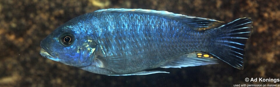 Maylandia xanstomachus 'Kanchedza Island'<br><font color=gray>Metriaclima xanstomachus 'Kanchedza Island'</font> 