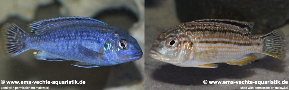 Melanochromis wochepa 'Lumessi'