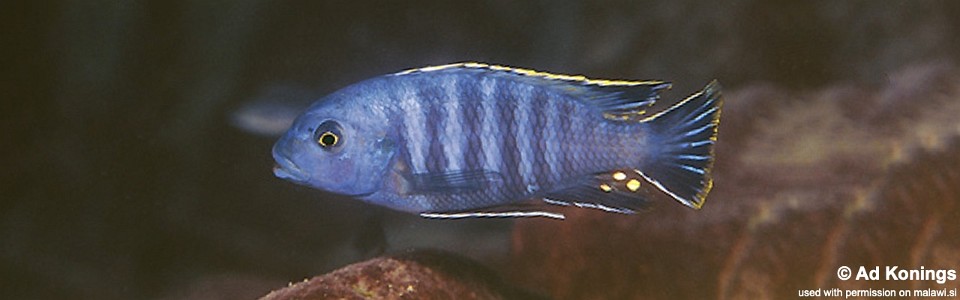 Petrotilapia chrysos 'Chiloelo'