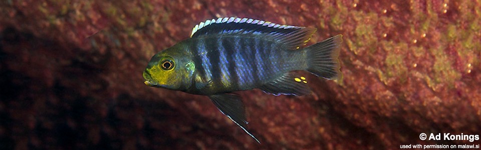 Petrotilapia genalutea 'Boadzulu Island'