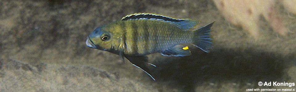 Petrotilapia genalutea 'Pombo Rocks'